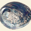 Abalone / Pāua Shell