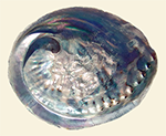 Abalone / Pāua Shell
