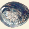 Abalone / Pāua Shell